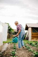 Woman watering plants. Senior woman watering vegetable garden with watering can on overcast day.