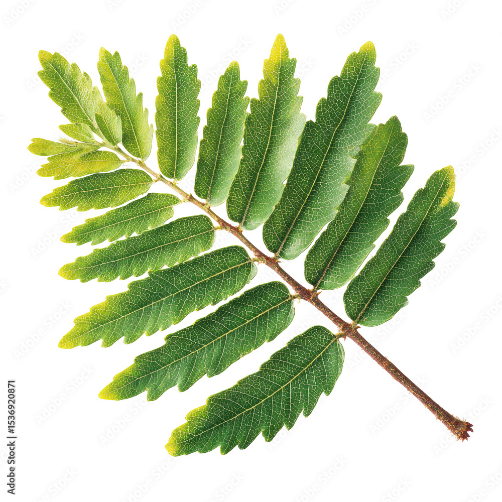 Poster green rowan tree branch with leaves isolated on transparent background for design