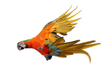 Colorful flying Harlequin Macaw parrot isolated on transparent background png file