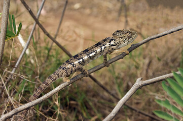 Carpet Chameleon (Furcifer lateralis), Madagascar