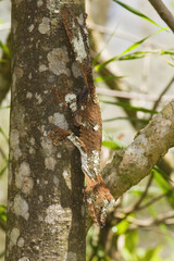 Mossy leaf-tailed gecko (Uroplatus sikorae), Endemic, Madagascar