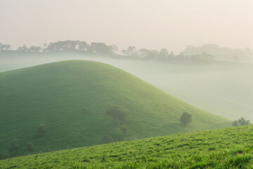 Fototapeta premium A cow grazing on a lush green hillside
