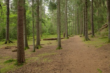 Path in fir forest with cut trunks, stones and moss.