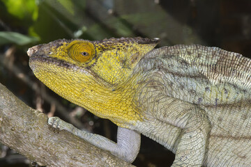 Parson's chameleon (Calumma parsonii), Madagascar