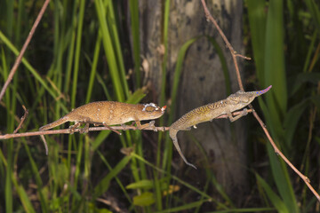 Couple of Blade chameleons (Calumma gallus), Madagascar