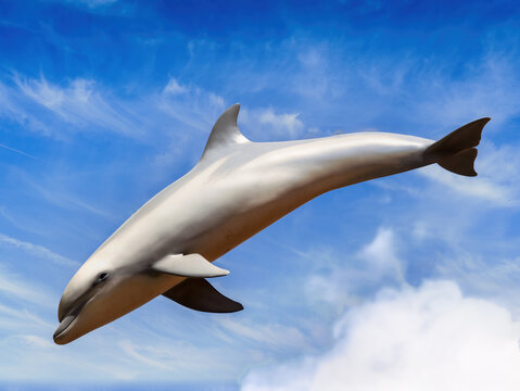 springender Delfin