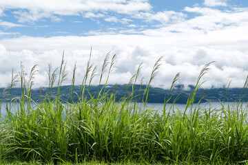Fototapeta premium Foggy meadow lush with wildflowers and misty hills in the distance