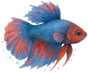 Fototapeta premium betta_fish_watercolor_fighting_fish