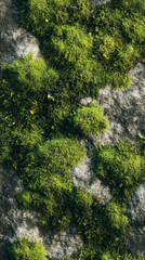 Moss Textures in Nature – Tranquil Ground Covers & Green Growth