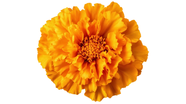 Bright marigold flower blooms in full splendor under the sun, showcasing vibrant orange petals and intricate textures, bringing joy to any garden setting.