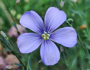 Leien in Blüte