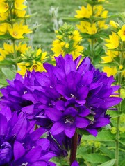 yellow and blue flowers