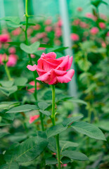 Obraz premium Single pink rose with Soft Green Bokeh