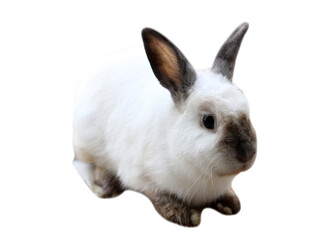 Gray decorative rabbit isolated on white background.