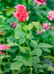 Obraz premium Single pink rose with Soft Green Bokeh