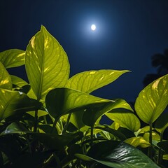 Glowing Green Foliage in Dark Night Sky