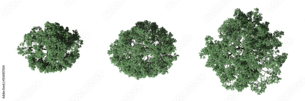 Aufkleber cut out top view trees collection on transparent backgrounds. high quality 3d rendering. png format