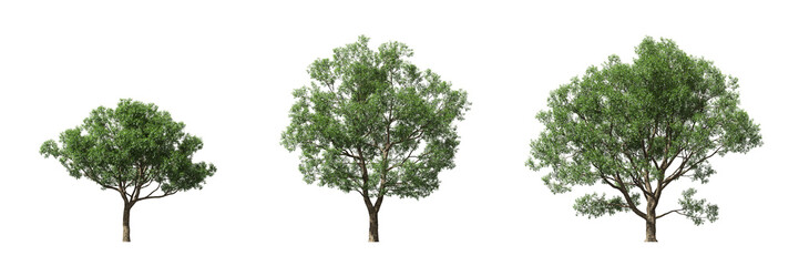Obraz premium Cut out realistic greenery trees collection on transparent backgrounds. high quality 3d rendering. png format 