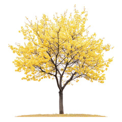 Fototapeta premium Cherry trees (sakura) light yellow blossoming on transparent background