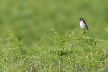 Whinchat (Saxicola rubetra) perched among the ferns, Perthshire, Scotland