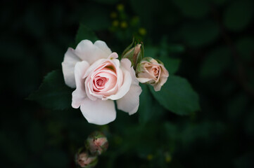 Withered rose in the garden. Shallow depth of field.