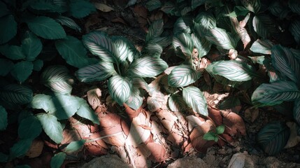 Obraz premium Dense foliage with striped leaves illuminated by sunlight creates a serene and natural atmosphere.