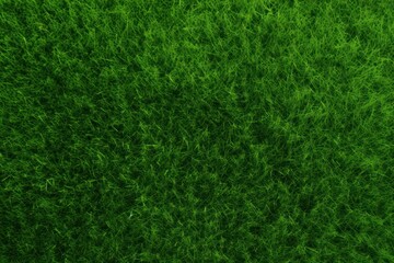 A green lawn backgrounds outdoors nature.