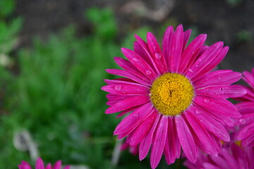 Obraz premium Pink daisy close-up with water drops on petals after rain