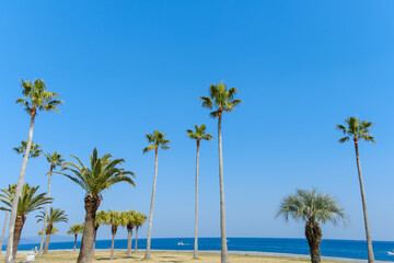 Fototapeta premium 南国の海辺に並ぶヤシの木と青空の風景