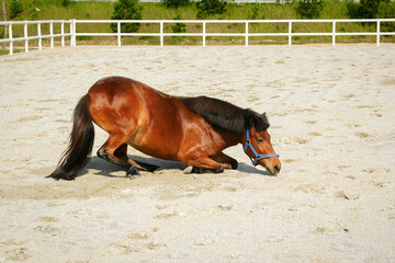 Brown horse enjoys a playful sand bath under the summer sun, rolling on the ground in a fenced...