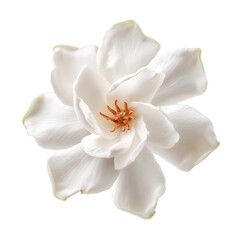 Gardenia taitensis isolated on transparent  background