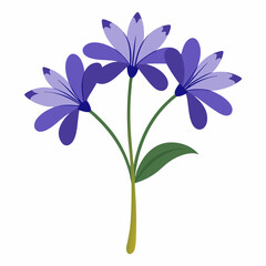 Agapanthus Outline: Floral

