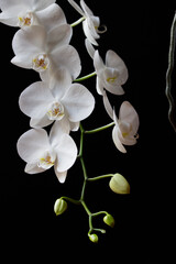 white orchid with bud on black background