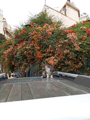 gray cat on a car on a flower background