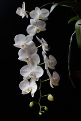 white orchid with bud on black background