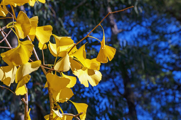 Bright yellow fan-shaped leaves of ginkgo tree  ( Ginkgo biloba ) against coniferous trees in park