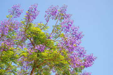 Branches of Blue Jacaranda tree with attractive violet flowers against blue sky. Jacaranda mimosifolia. Copy space