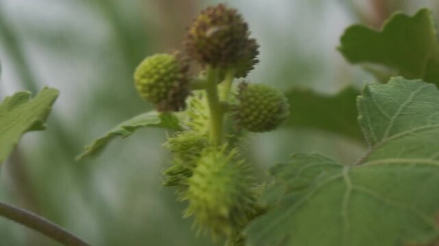 Spiny burs of common cocklebur plant, Xanthium strumarium, hooked seed pods clinging to surfaces, invasive weed, natural dispersal mechanism, macro detail.