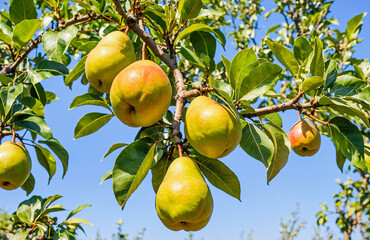 Close-Up Ripe Golden Pears Hanging From Branch Under Clear Blue Sky