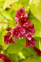 Beautiful blooming Weigela with Red bell-shaped flowers in the garden spring
