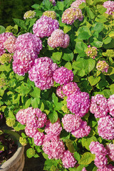 Beautiful pink flowers of Hydrangea in garden on sunny day. Hydrangea macrophylla