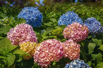 Colorful hydrangea flowers in garden on sunny summer day. Hydrangea macrophylla