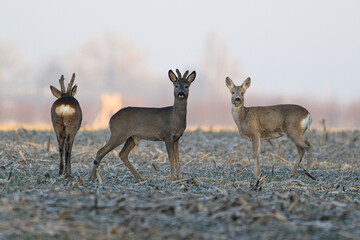 Three Deer in Frosty Field Facing Camera in Winter Landscape