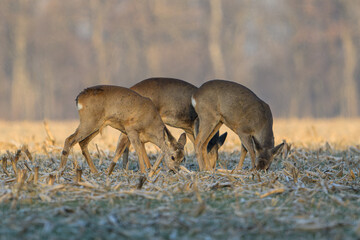 Three roe deer grazing in a stubble field in golden morning light © Michal Plevko
