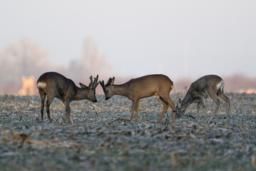Red Deer Stags Sparring in Winter Meadow