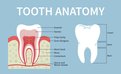 Tooth in section poster. Human dental anatomy structure, medical educational scheme, root canal, nerve with blood vessels, shiny teeth and cutaway, nowaday vector infographics banner