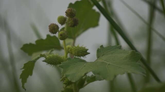 Spiny burs of common cocklebur plant, Xanthium strumarium, hooked seed pods clinging to surfaces, invasive weed, natural dispersal mechanism, macro detail.