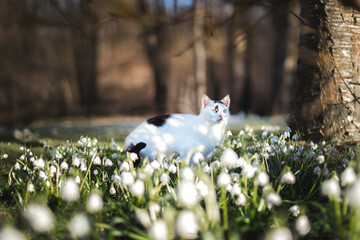 cat in spring flowers