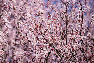 pink cherry blossom