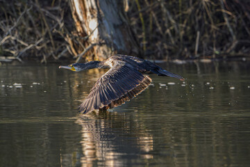 Cormorant Soaring Low Over Water with Forest Reflections